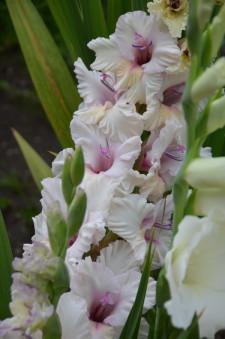 Алевтина Ивановна Глазырина гладиолусы2