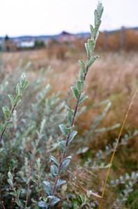 Ива черниная