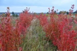 Ряды клена геннала