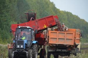 Уборка картофеля