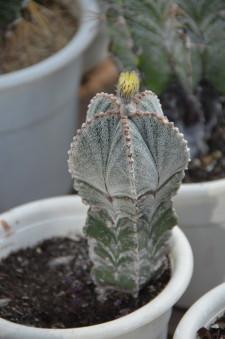 ботанический сад