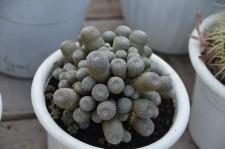 ботанический сад3