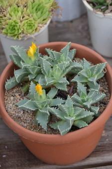 ботанический сад4