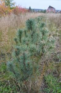 Кедровый стланник