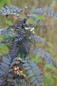 Рябина кёне