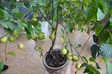 усадьба Левандовский