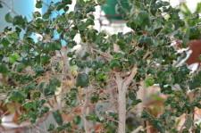 усадьба Левандовский2