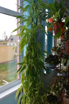 усадьба Левандовский3