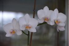 усадьба Левандовский4 орхидея