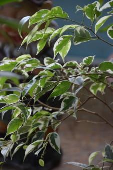 усадьба Левандовский5