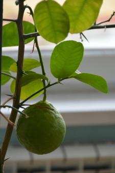 усадьба Левандовский6 лимон