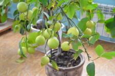 усадьба Левандовский7 лимон