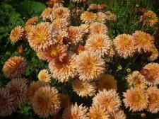 усадьба Октябрьский8