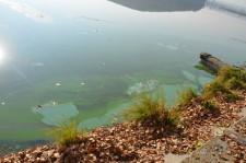 зеленая река