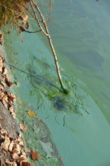 зеленая река2