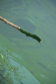 зеленая река3