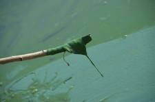 зеленая река4