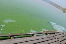 зеленая река5