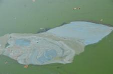 зеленая река8