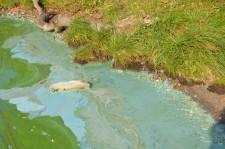 зеленая река9