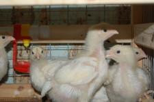 Арамильские птицы 2