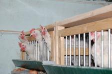 Арамильские птицы 3