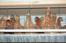 Арамильские птицы 4