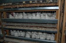 Арамильские птицы 5