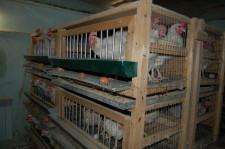 Арамильские птицы 6