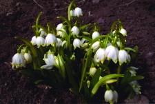 Белоцветник