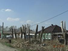 Большой Исток. Обрезка тополей