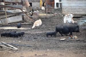 Вьетнамские свиньи и прочая живность кашинского фермера