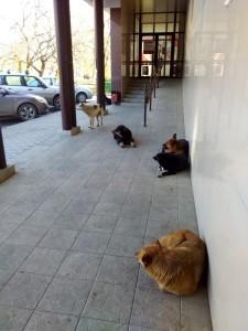 Бродячие собаки в Сысерти