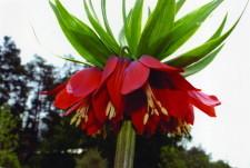 Королевский рябчик