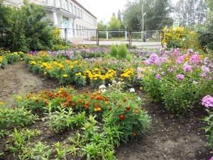 Разноцветные насаждения под окнами школы