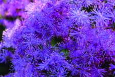 Василистник.