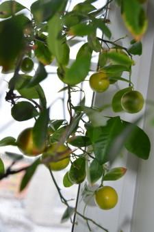 Лимон усадьба