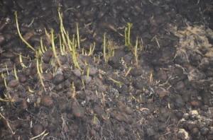 Гниет картофель2