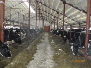 Новый коровник в ООО «Бородулинское»