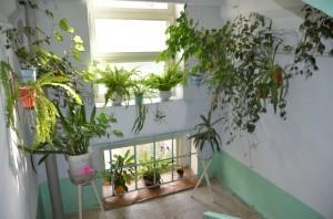 Цветы в подъезде