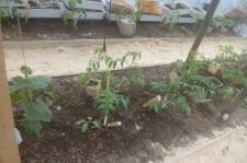 Усадьба теплая теплица 4