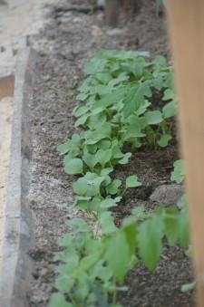 Усадьба теплая теплица  рассада