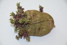 усадьба картофель на посадку