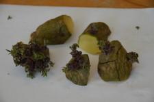 усадьба картофель на посадку2