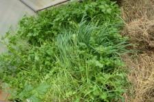 Усадьба Анастасии Мухлыниной 