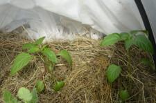 Усадьба Анастасии Мухлыниной перцы