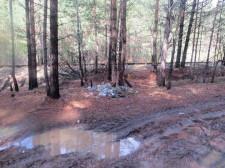 Мусор в лесу