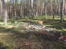 Мусор в лесу