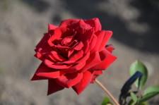 Усадьба Роза