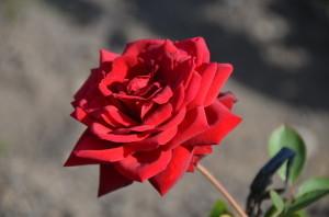 Усадьба Роза